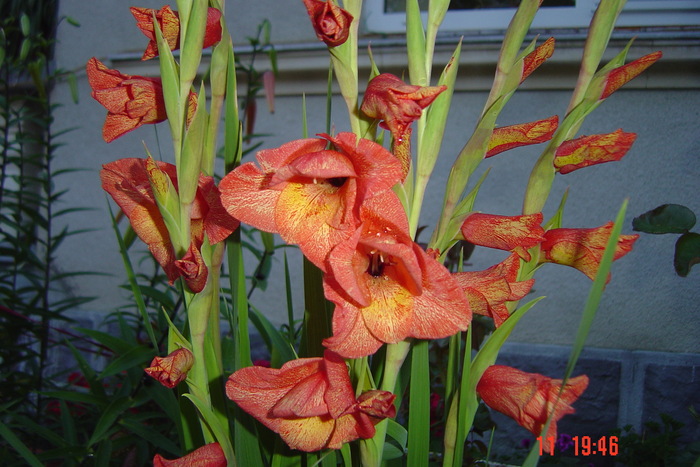 poze noi 655 - GLADIOLE 2010