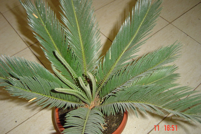 cycas 10 iulie 2010