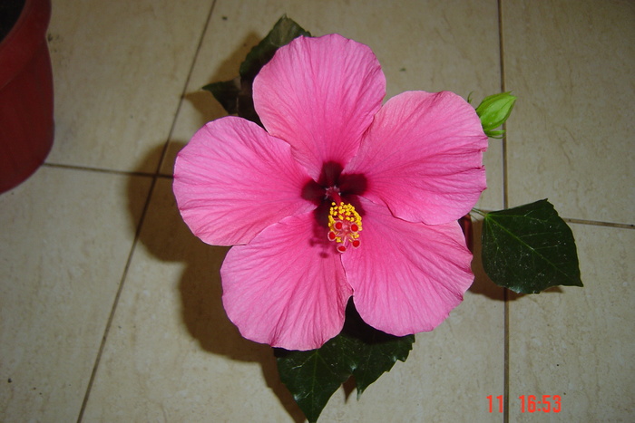 poze noi 650 - 09-2012-HIBISCUS