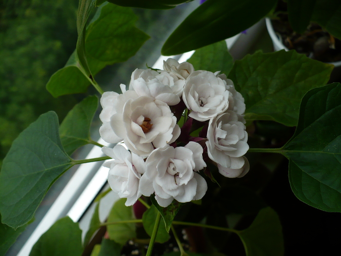 P1280668 - Clerodendron 2010