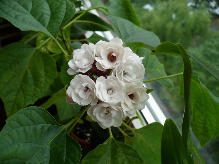 P1280669 - Clerodendron 2010