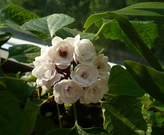 P1280674 - Clerodendron 2010