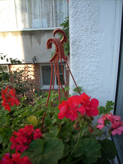 MUSCATE; SANT MUSCATELE MELE DE LA DORMITORUL MARE .
