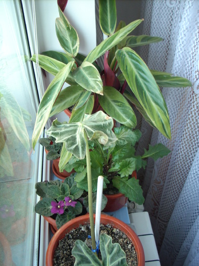 CALATHEA; LE TINE DE URAT MUSCATELOR DE AFARA.
