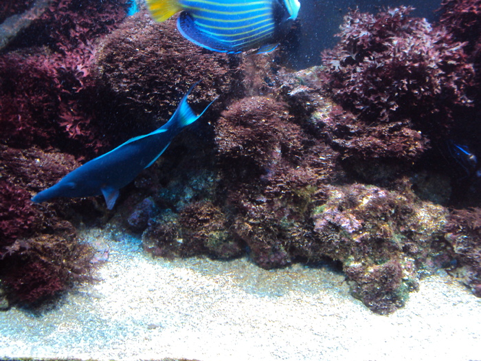 e cel mai mare din Europa; Despre acvariu este vorba...
