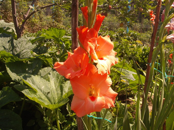 DSCF1566 - gladiole 2010