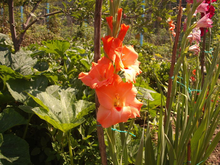 DSCF1567 - gladiole 2010