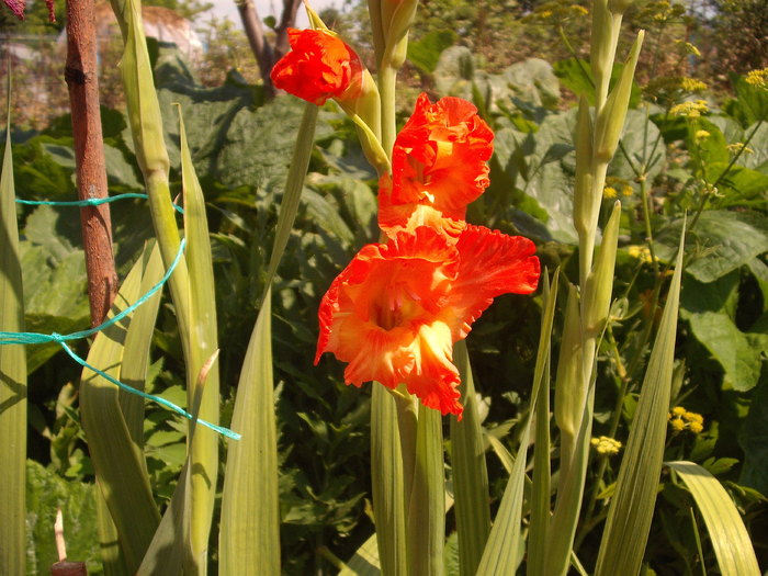 DSCF1568 - gladiole 2010