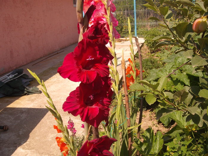 DSCF1570 - gladiole 2010