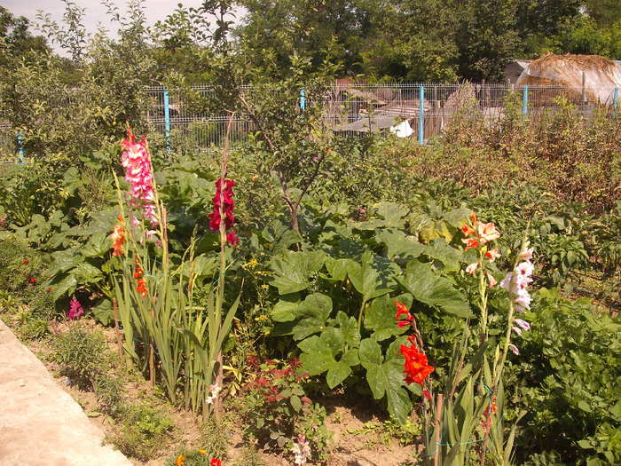 DSCF1572 - gladiole 2010