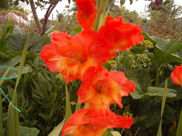 DSCF1593 - gladiole 2010