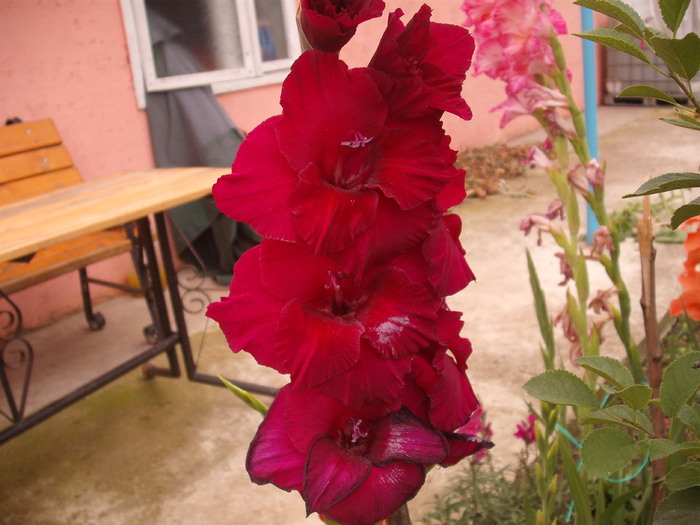 DSCF1594 - gladiole 2010