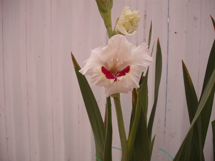 DSCF1608 - gladiole 2010