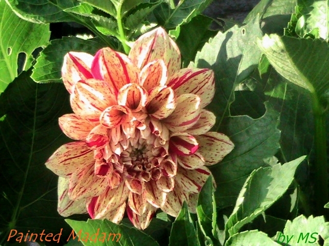  - DAHLIA-10