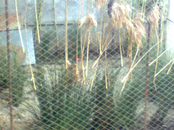 Image0527 - fazani comuni