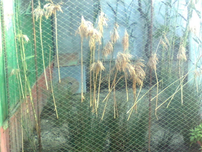 Image0513 - fazani comuni