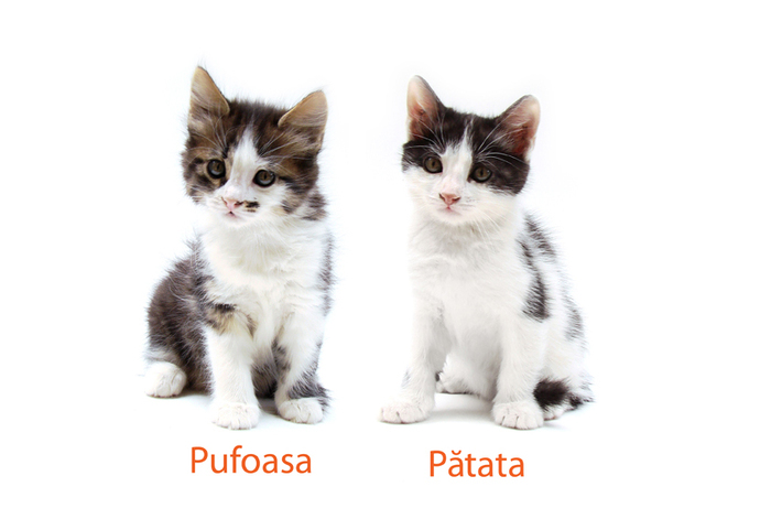 pisicute2 - pisicute