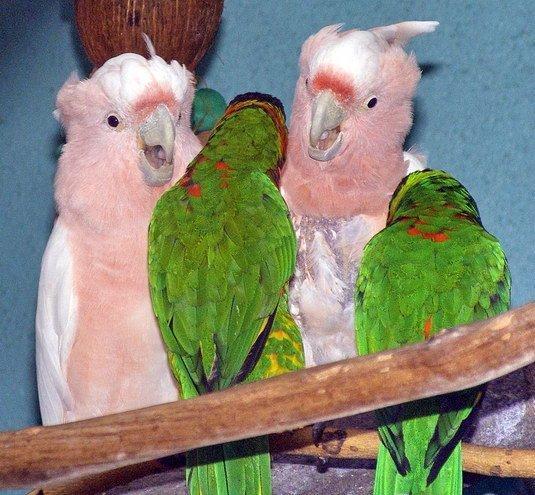 poze-papagali-animale-amuzante - papagali