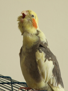 2007 - papagali