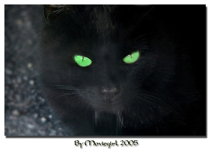 A_black_cat_by_Moviegirl