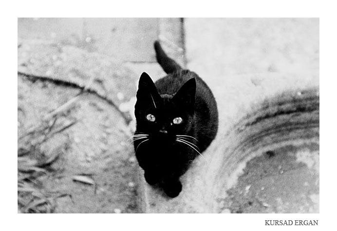 black_cat_by_kursad - plata ptr hotelulargint