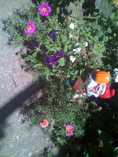  - flori in parkuletu meu