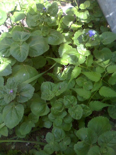 tufa pufuleti - flori in parkuletu meu