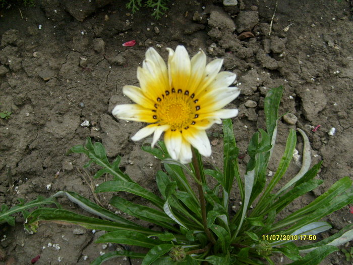 prima gazanie - iulie-august 2010