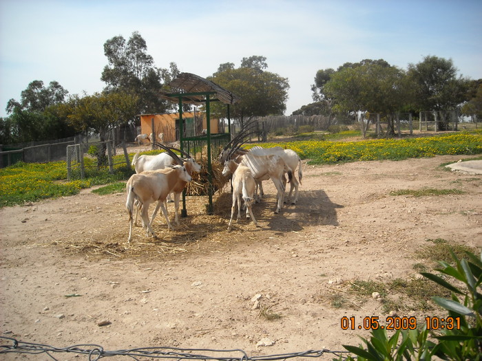 DSCN0160 - GRADINA ZOO TUNISIA