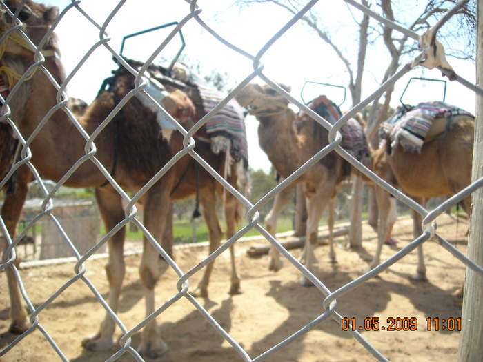 DSCN0164 - GRADINA ZOO TUNISIA