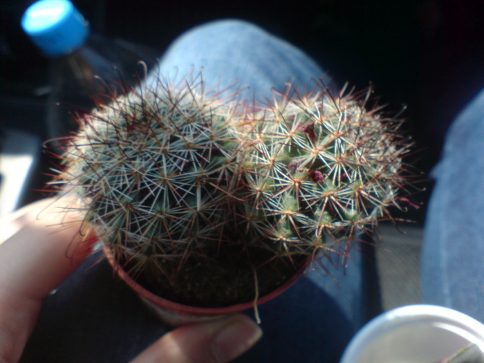 DSC00093 - x - Cactusi