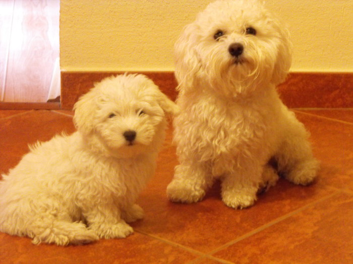 Ricky si Jimmy