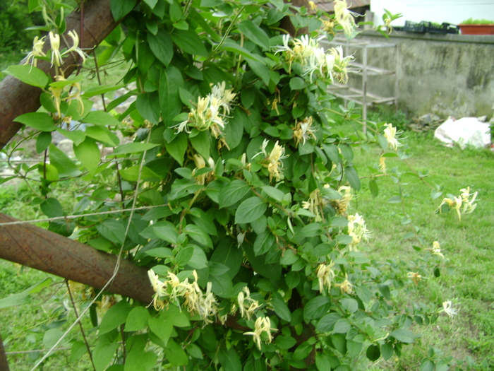 foto 046 - plante iunie