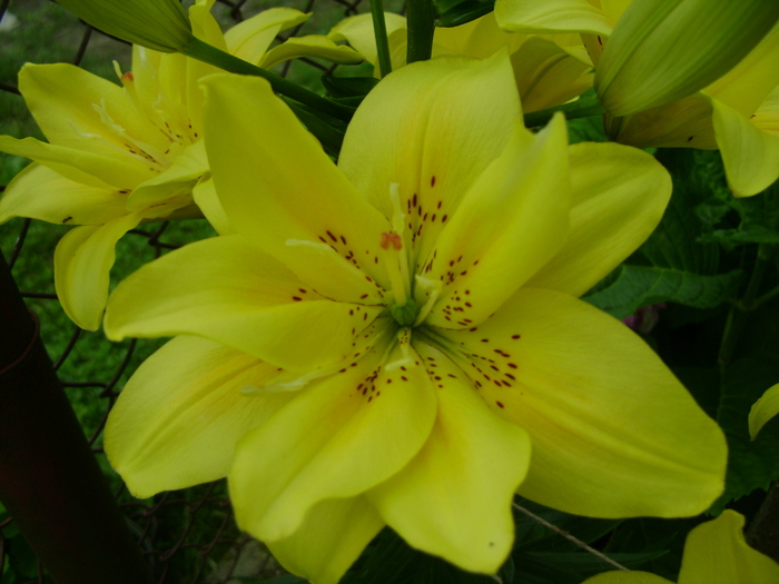 foto 052 - plante iunie