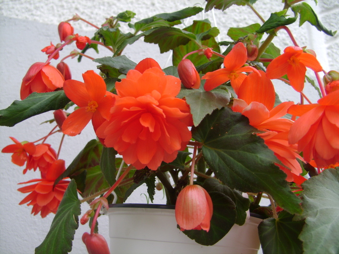 foto 060 - plante iunie