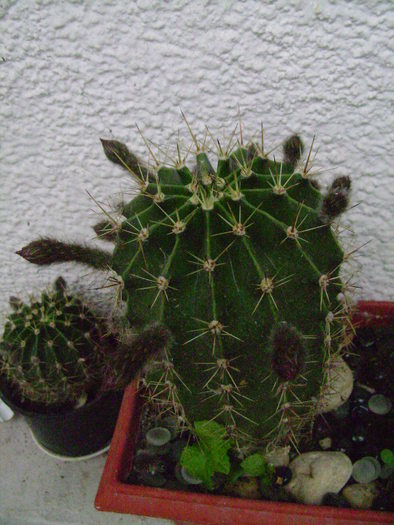 foto 077 - plante iunie