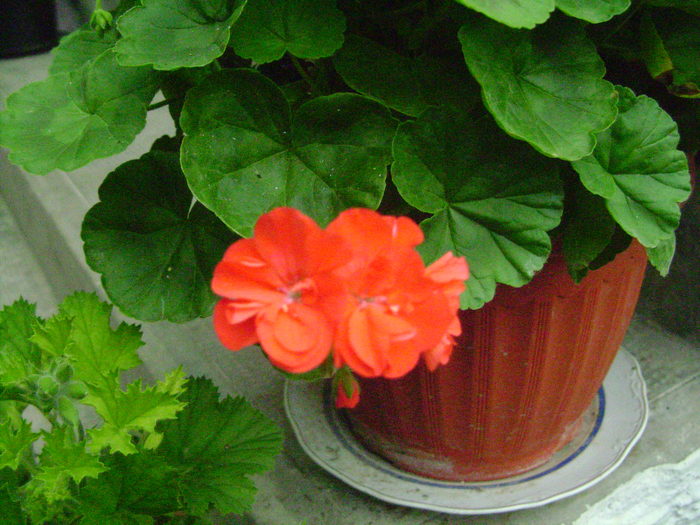 foto 078 - plante iunie
