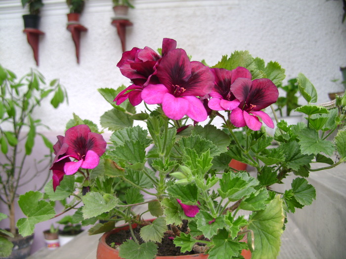 foto 083 - plante iunie