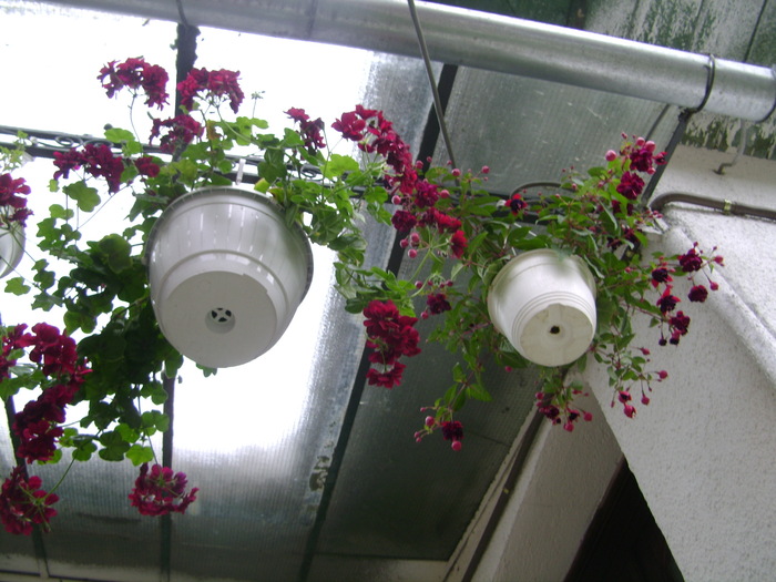 foto 084 - plante iunie