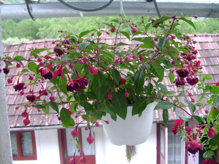 foto 093 - plante iunie