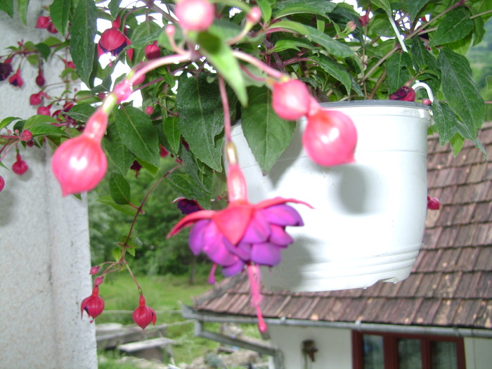 foto 097 - plante iunie