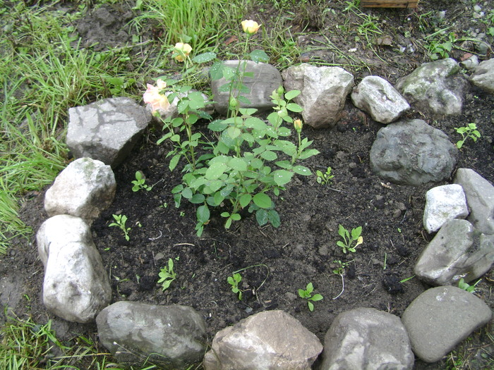 foto 134 - plante iunie