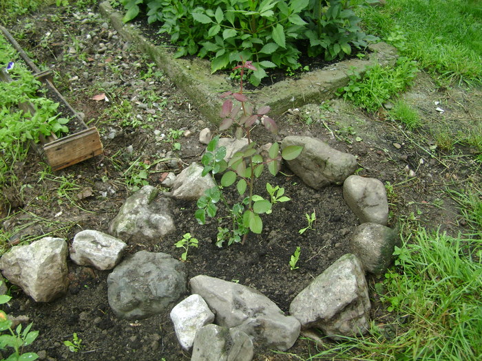 foto 135 - plante iunie