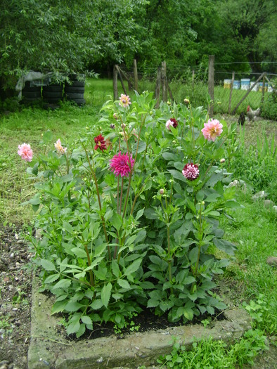 foto 136 - plante iunie