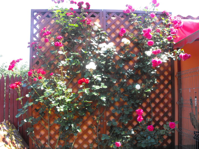 trandafiri 2010