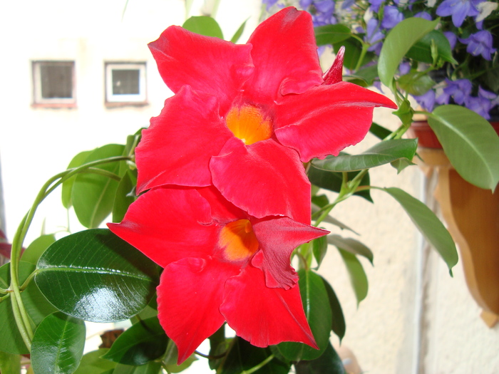 DSC03580 - Flori 2010