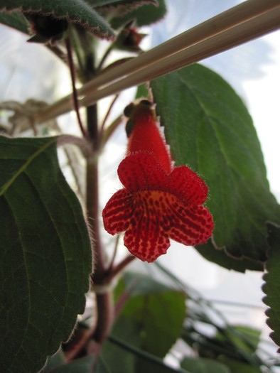 kohleria; 10.07.10
