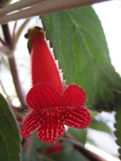 kohleria; 10.07.10
