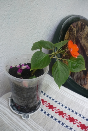 impatiens bicolor in 12 iulie, la o saptamana dupa ce lastarul a fost plantat direct in pamant (poza