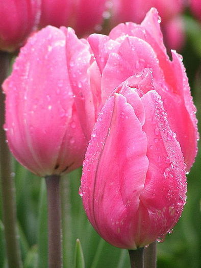 55987894_450pxPink_tulips_closed[1] - super gradini